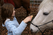 Getting to Know a Horse