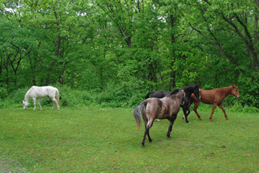 Rocking Chair Farm horses
