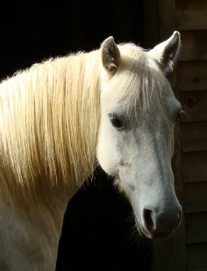 White Horse